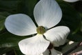 White flower of dogwood cornus venus in the morning sun close up