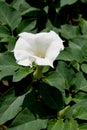 White flower of a dope Indian (harmless) (Datura inoxia Mill.)