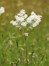 White flower of Dropwort, Filipendula vulgaris Royalty Free Stock Photo