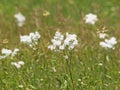 White flowers of Dropwort, Filipendula vulgaris Royalty Free Stock Photo