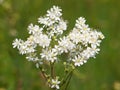 White flower of Dropwort, Filipendula vulgaris Royalty Free Stock Photo