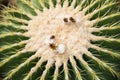 White flower of Echino cactus1 Royalty Free Stock Photo