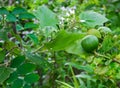 Group of fresh white flower eggplant blooming on branch with green leaves. freshness lemon fruit hanging on green tree. Ingedient Royalty Free Stock Photo