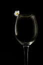 White flower and empty wine glass Royalty Free Stock Photo