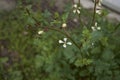 Eruca vesicaria plant Royalty Free Stock Photo