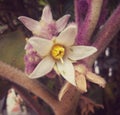 Flower with five exotic hairy (trichoma) petals with small green insects