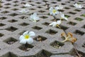 White flower fallen on the ground