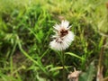White flower in feild. Royalty Free Stock Photo