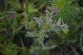 White flower of Field gromwell or corn gromwell, Lithospermum arvense Royalty Free Stock Photo