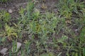 White flower of Field gromwell or corn gromwell, Lithospermum arvense Royalty Free Stock Photo