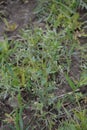 White flower of Field gromwell or corn gromwell, Lithospermum arvense Royalty Free Stock Photo