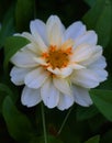 White flower in field