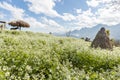 White flower field on the mountain with small straw or hay hut and blue sky cloud