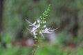 White flower. flower