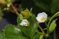 White Flower On Flowering Strawberry Plant (Fragaria x ananassa) Royalty Free Stock Photo