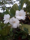 White flower