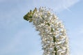 White flower foxtail lily against blue sunny sky with copy space for text. Flower is also known as desert candle or Eremurus