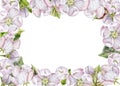 White Flower Frame border. Watercolor botanical illustration of apple and cherry blossom. Hand drawn on isolated Royalty Free Stock Photo