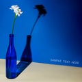 White flower fresia in a blue bottle. Geometry concept with a tight shadow Royalty Free Stock Photo