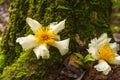 White Flower (Fried Egg Tree) on the Log Covered with Moss Royalty Free Stock Photo