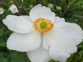 White flower in full bloom