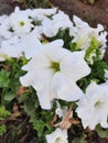 This is a white flower gardan phool