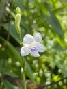Asystasia gangetica plant