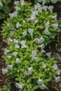 White flower in the garden Royalty Free Stock Photo