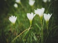 White flower in the garden blur green nature background