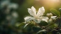 White flower in a garden, bokeh background Royalty Free Stock Photo