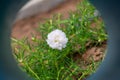 White flower in the garden called Common Purslane, Verdolaga, Pigweed, Little Hogweed, Portulaca, sun plant or Pusley Royalty Free Stock Photo