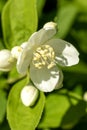 A white flower. Garden jasmine. Chubushnik. Landscape - nature. Gardening Royalty Free Stock Photo