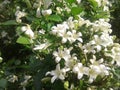 White flower in the garden