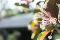 White flower garden