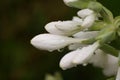 White Flower in the Garden, after rain. Royalty Free Stock Photo