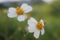 White flower in the garden. reeds in the wind in the meadow