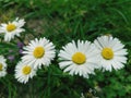 White flower garden