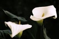 white flower with green leaf and pleasant dark background