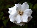 Closeup White flower gardenia jasminoides Cape jasmine with water drops in garden and macro image Royalty Free Stock Photo