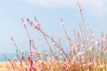 White flower Gaura Lindheimeri whirling butterflies. Flower bush on the seashore. Sumer landscape. Selective focus