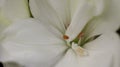 White flower of geranium blooms in the garden. Petals, pistils and stamens of the flower. Royalty Free Stock Photo