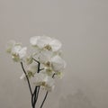 White of flower a gift for happy aniversary