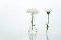 White flower in the glass flask and test tube in clean medical biotechnology science laboratory Royalty Free Stock Photo