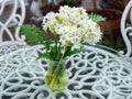 White flower in glass vase on glass top on wrought iron table Royalty Free Stock Photo