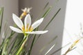 White flower glistening under the light from the window