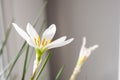 White flower glistening under the light from the window