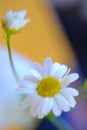 White flower with golden yellow heart