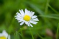 White flower on grass close up