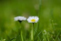 White flower on grass