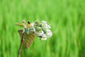 White flower on green background summer outdoor garden Royalty Free Stock Photo